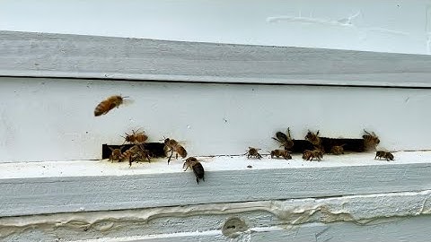 Beekeeping 101, for beginners, first year (part 2)