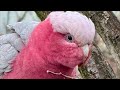 Feeding wild birds in Australia