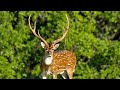 GIANT *AXIS DEER* Catch Clean and Cook (Spotted Deer)