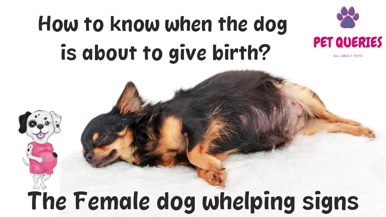 what should i do after my dog gives birth