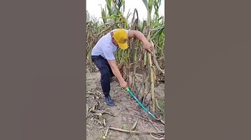This Powerful Sickle can cut any plant #shorts #tool #agriculture