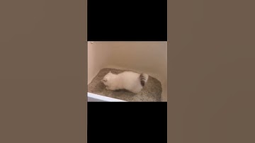 first time kitten pee and poop in litterbox | litterbox |kitten pee| #cat #funny #kitten #litterbox