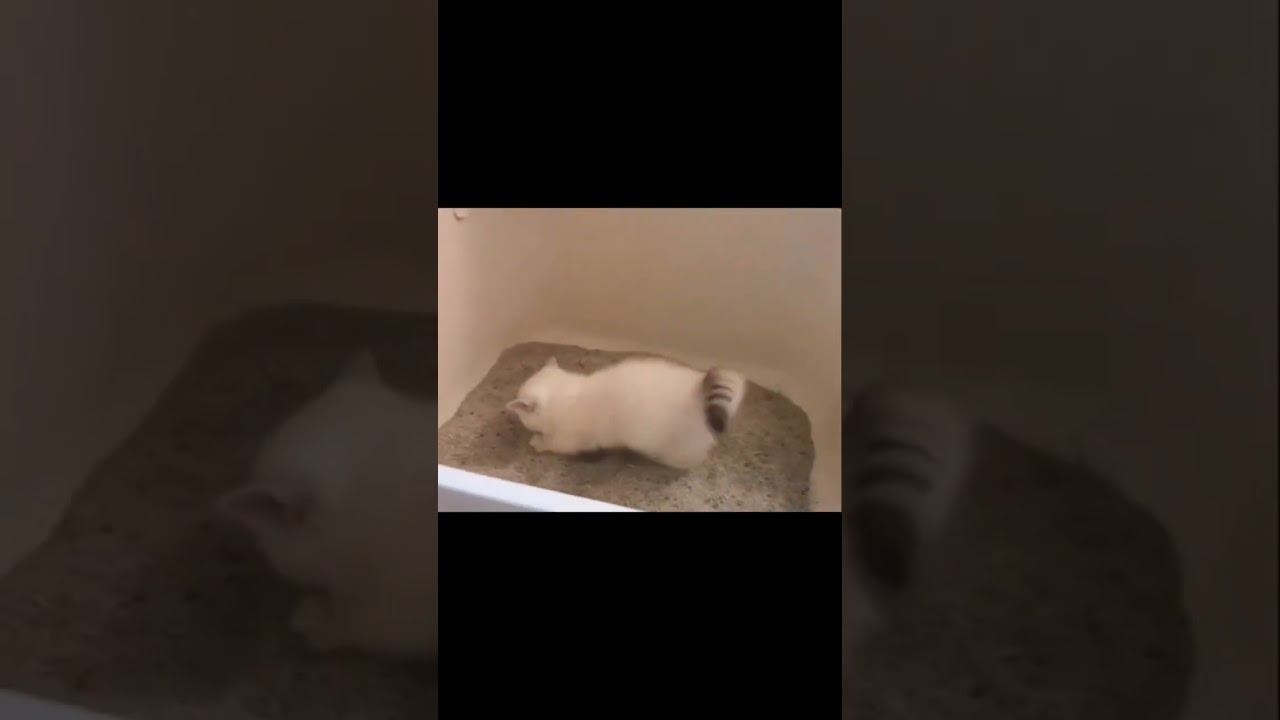 first time kitten pee and poop in litterbox | litterbox |kitten pee| 