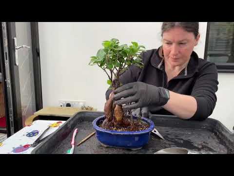 Repotting a Ginseng fig bonsai