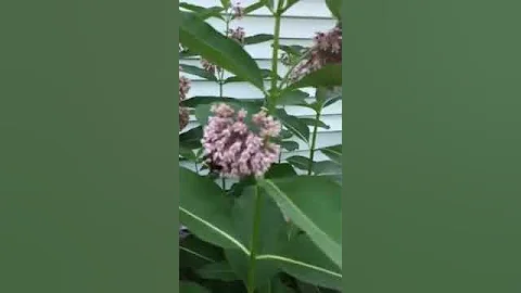 Bumblebees on Milkweed