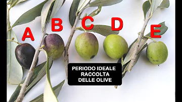 Quando si inizia la raccolta delle olive?