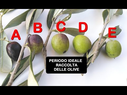 Video: Raccolta delle olive a casa: come raccogliere le olive dall'albero