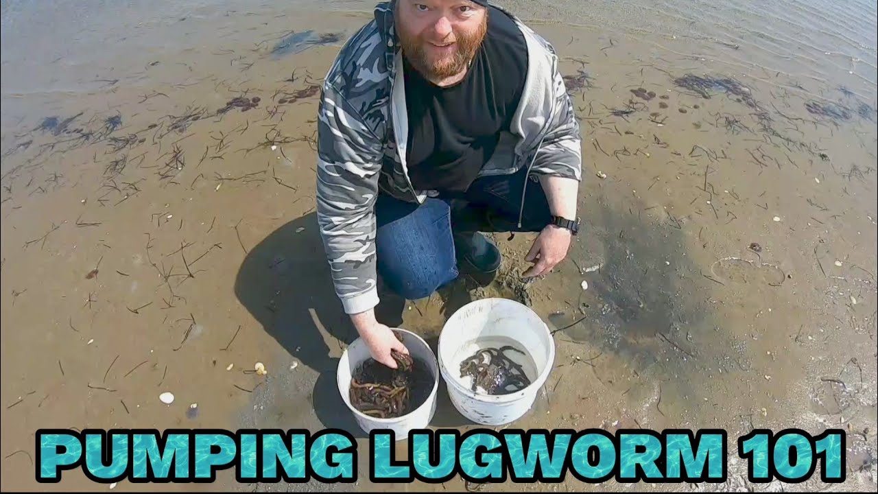 How to pump lugworm 101 YouTube