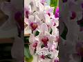 Phal. Denver 🤍🩷 #орхідеї #orchid #орхидеибабочки #flowers #peloric #plants