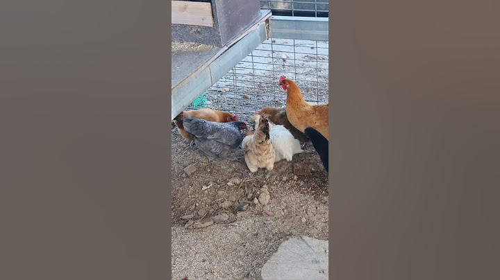 뱀을 발견한 닭의 반응