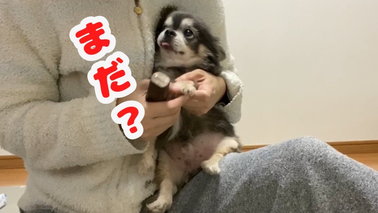 苦手な爪切りをがんばって耐えるチワワの表情に反響 いぬのきもちweb Magazine 苦手な爪切りをがんばって耐えるチワワの表情に反響 いぬのきもちweb Magazine