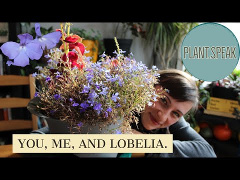 Video: Veličanstvena Lobelia