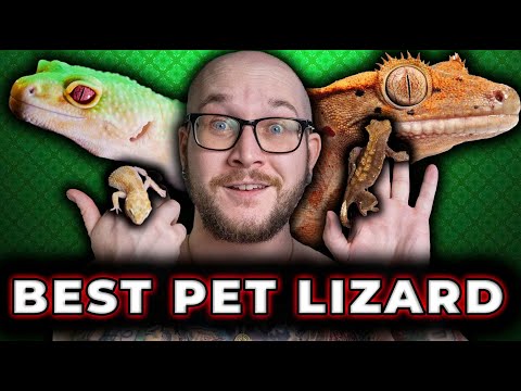 Video: Jak si vybrat správné Gecko pro domácího mazlíčka