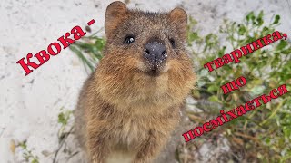 :  (Setonix brachyurus)    -   