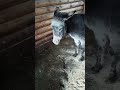 Эшли не сюся🤣👍🐎❤ #карендаллакян #спасименя #юлияпопова #animal #cat #funny