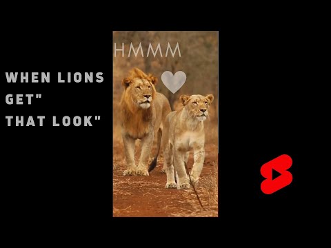 The Lions Couple