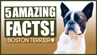 BOSTON TERRIER FACTS! 5 Amazing Facts About The Incredible Boston Terrier!