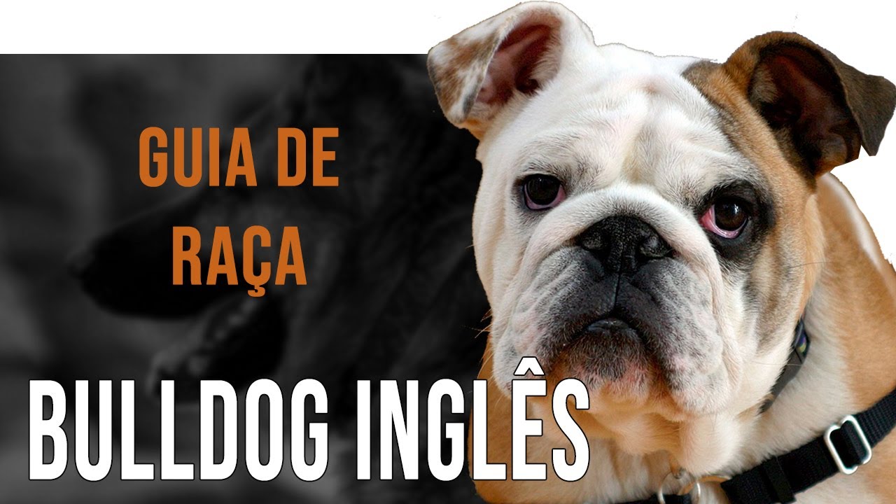 dog  Tradução de dog no Dicionário Infopédia de Inglês - Português