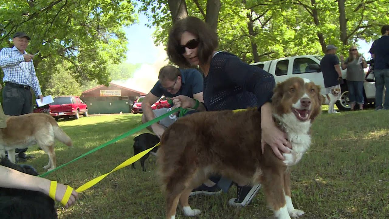 Dozens of dogs and one cat rescued from kennel fire - YouTube