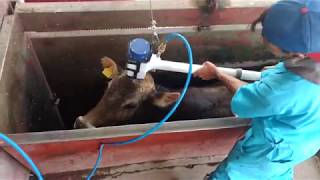 Aturdidor Neumático Insensibilizando Una Res