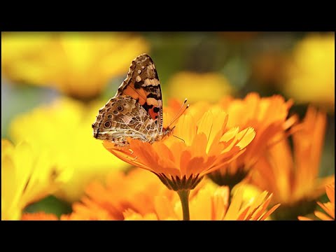 Jardin Des Papillons exotiques vivants à Hunawhir - Ribeauvillé (nouvelle vidéo 2022)