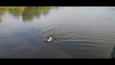 Câu cá tra sông vàm cỏ