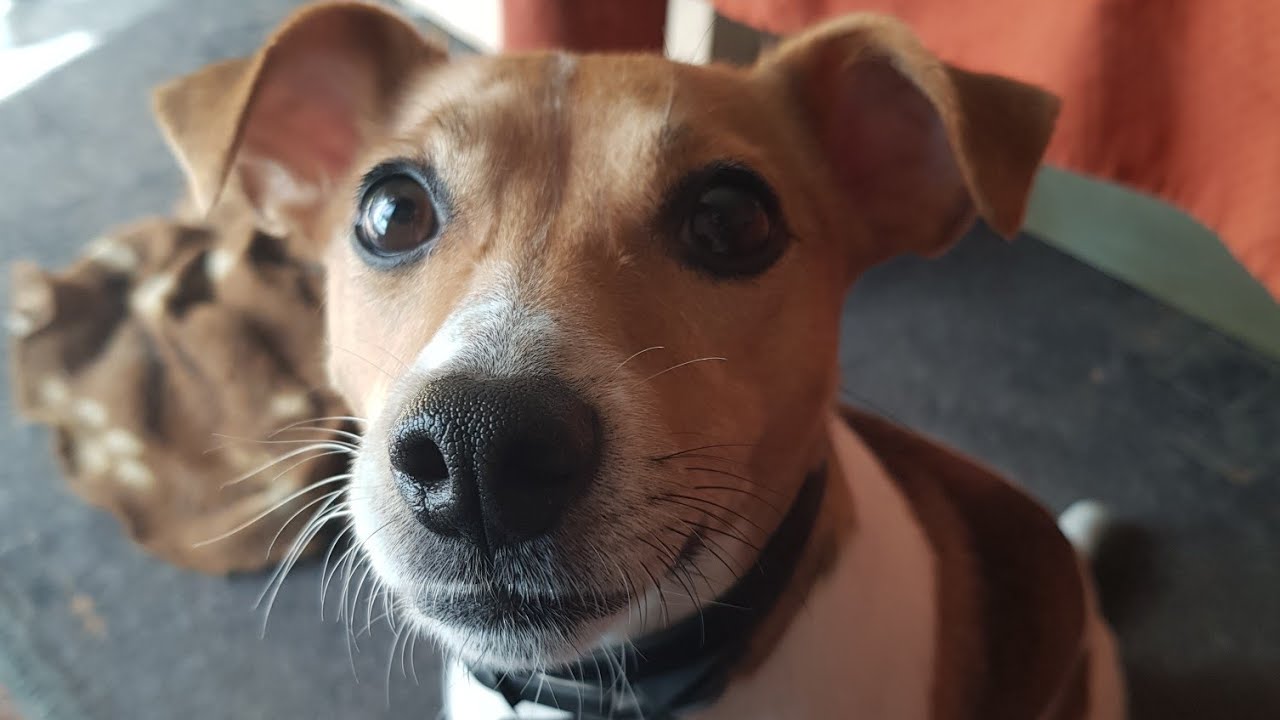 TikTok Fun • Hund mit guter Laune 😅 YouTube