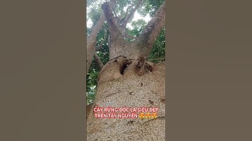 CÂY RỪNG ĐỘC LẠ TUYỆT ĐẸP TRONG RỪNG SÂU TÂY NGUYÊN.