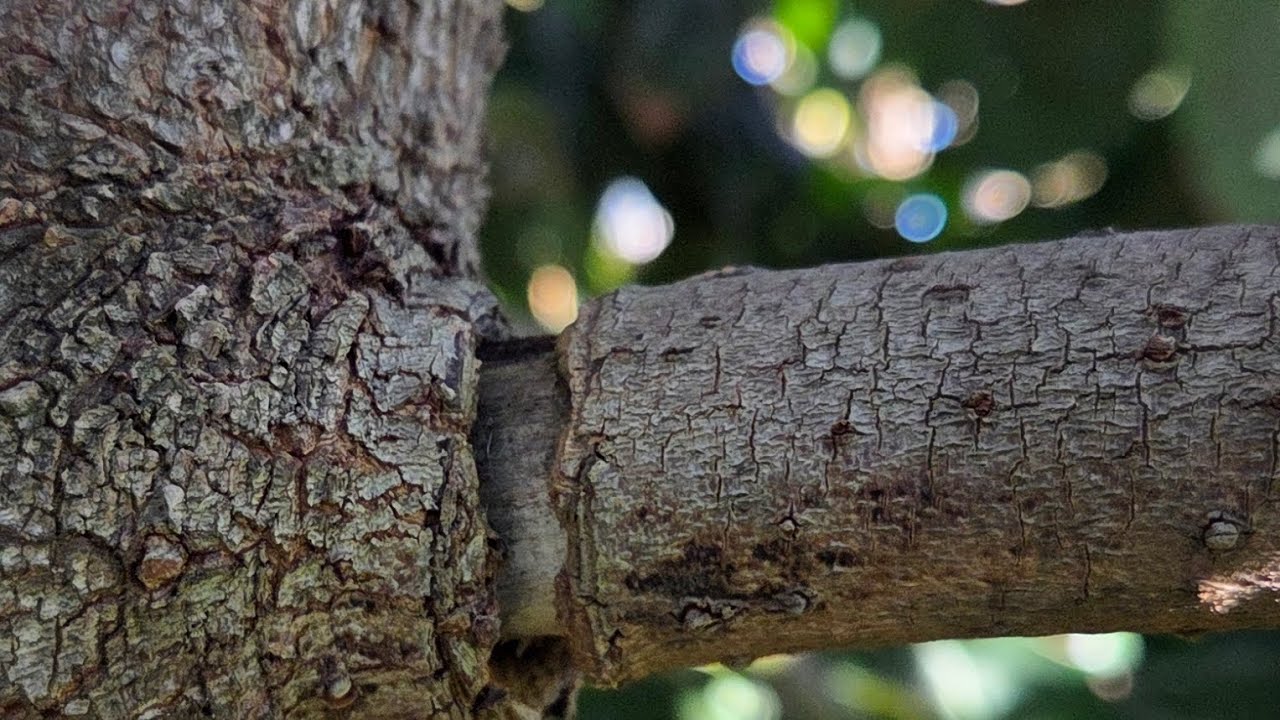 Anillado en Árbol de Aguacate!