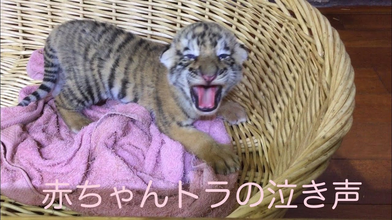 赤ちゃんトラの泣き声 Youtube