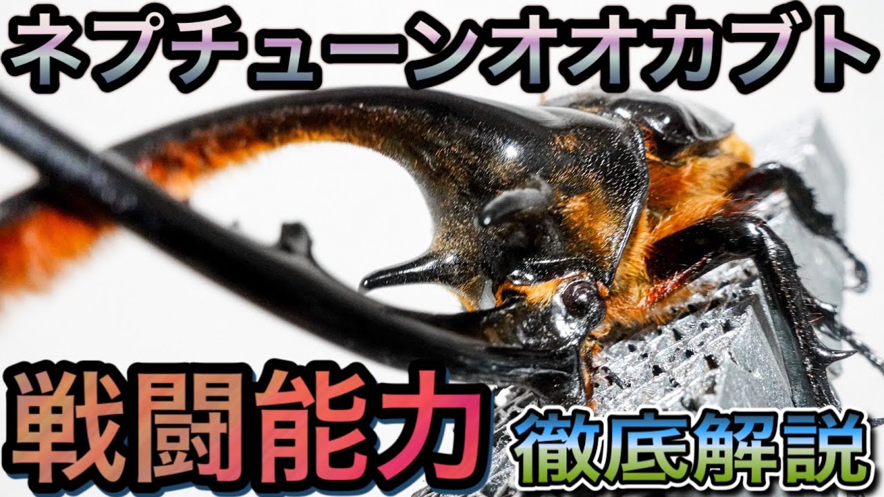ネプチューンオオカブト LR 型 デッキ 美品 裏が見たいものが