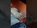 チンチラ犬っぽい?