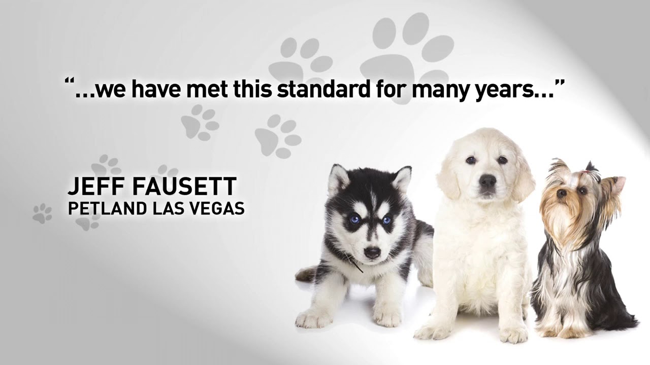 Las Vegas pet shop rules imposed, changes when you buy Fido YouTube