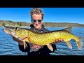 The most underrated pike species chain pickerel