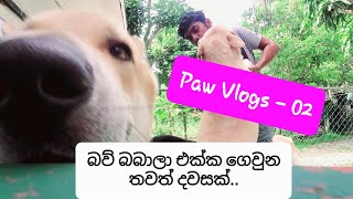 බව් බබාලා එක්ක මගේ දවස ගෙවුන හැටි  how i spend my day in Dog day care || vlog 02 #dog #doggydaycare screenshot 3