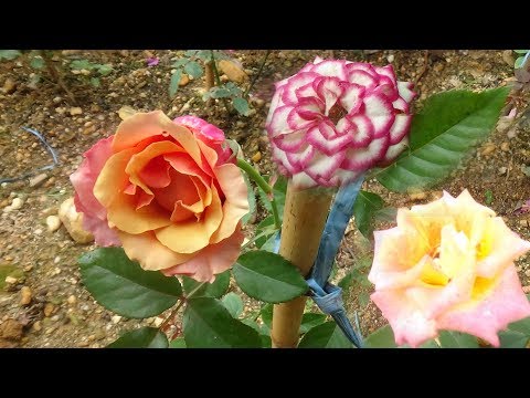 Video: Mawar Perbatasan (35 Foto): Varietas Dengan Nama Dan Deskripsi, Fitur Perawatan Dan Budidaya, Menanam Mawar Perbatasan Di Kebun. Bagaimana Cara Memotong Dan Menutupinya Untuk Musim