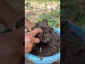 How to Grow an Apple Tree from Apple Fruit | Easy Apple Seed Growing Method for Lots of Fruit 🍎🌱