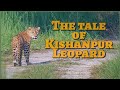 The tale of kishanpur leopard  jungle experiences from last safari of the season  dudhwa 202223