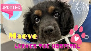 Maeve is being discharged from the hospital! #saveadogchangetheworld #rescuedog #campcockerrescue