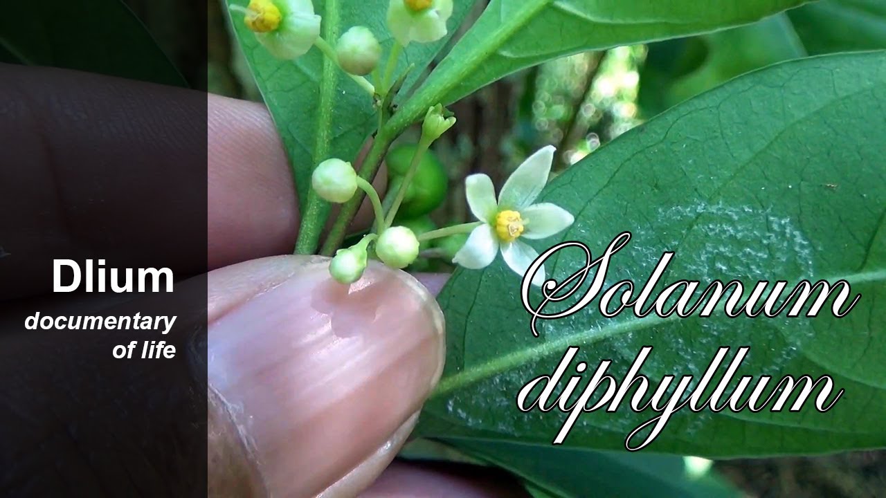 Twoleaf nightshade (Solanum diphyllum) - part 2