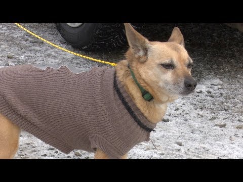 Video: Pes Napadnutý: Ako Prinútiť Majiteľa Zaplatiť škodu