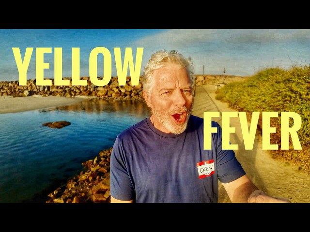 Yellow Fever