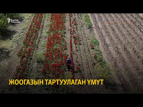 Video: Пандемиядан кийинки бала: сыртка чыгуунун туура жолу кайсы? Үй -бүлөлүк психологдун кеңеши