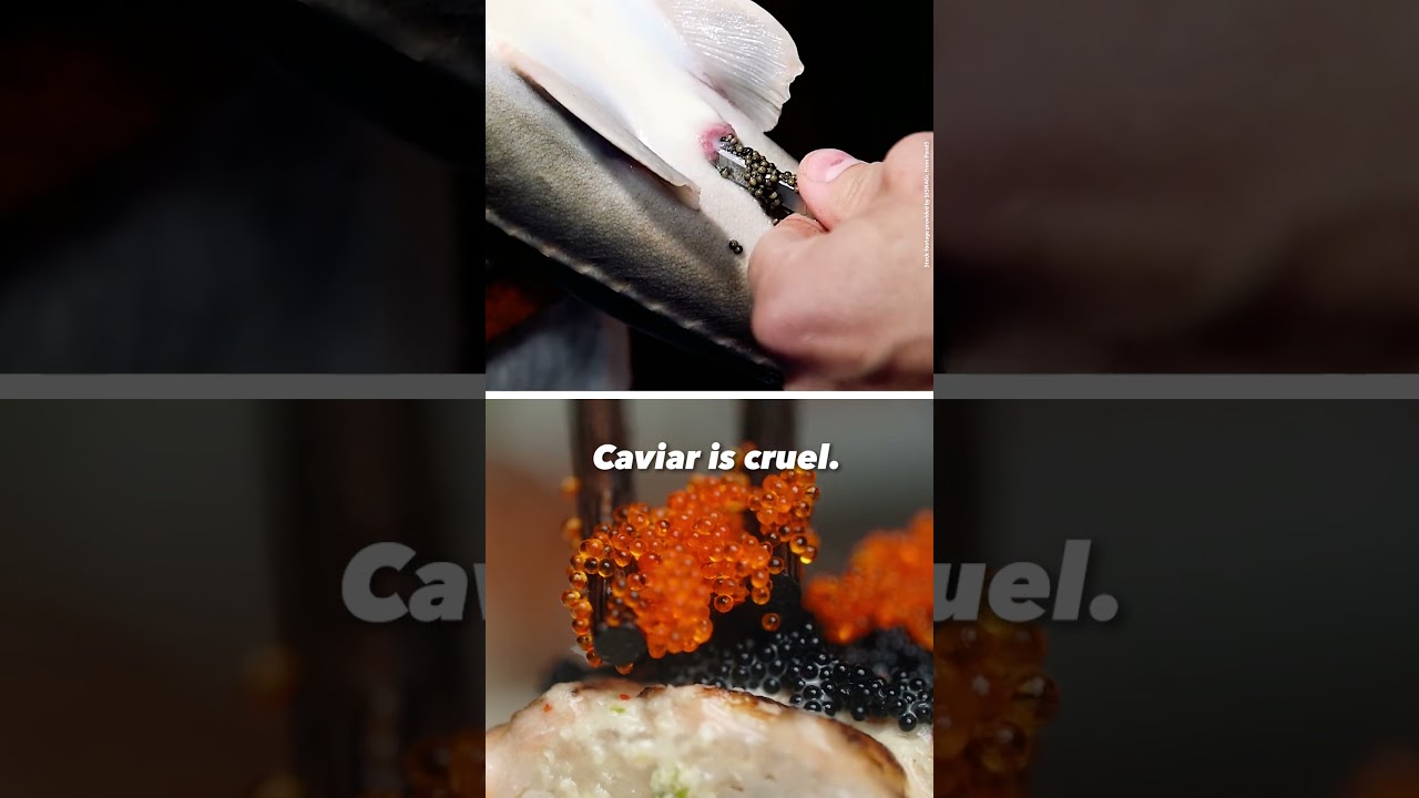 This Is Why Caviar Is Anything but Luxury 