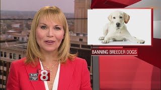 Boston suburb bars sale of commercially bred dogs and cats