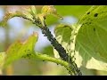 ENNEMIS ET MALADIES DES PLANTES, DÉCOUVERTE ET SOINS