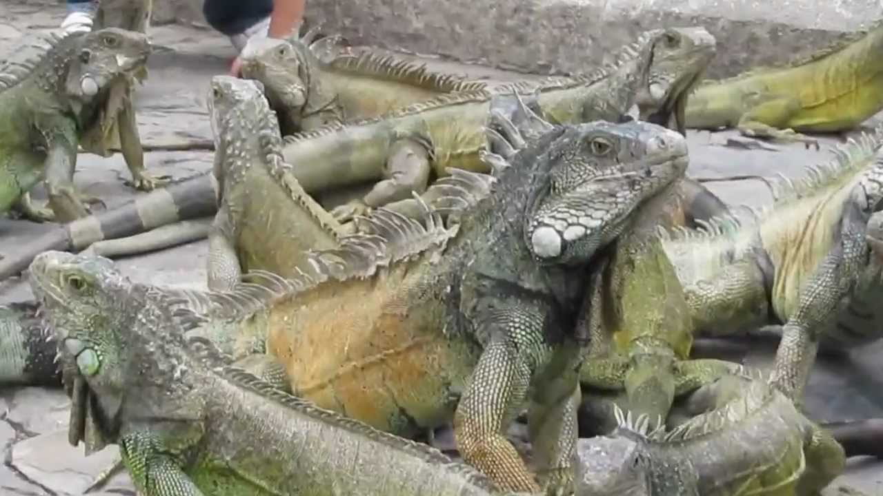 iguana video