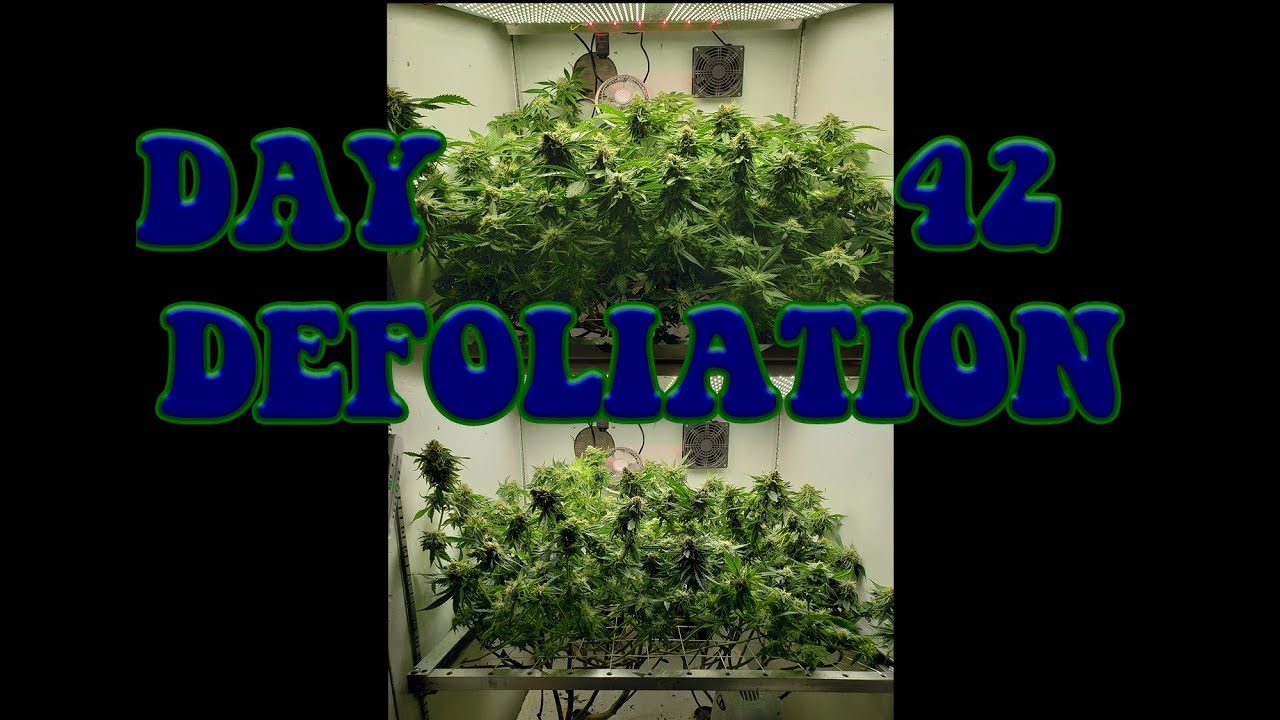 How do you feel about defoliation on day 42?