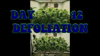 How do you feel about defoliation on day 42?