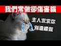 10件我們常做卻可能會傷害貓的事情，你曾經做過幾個？【養貓必看EP12】